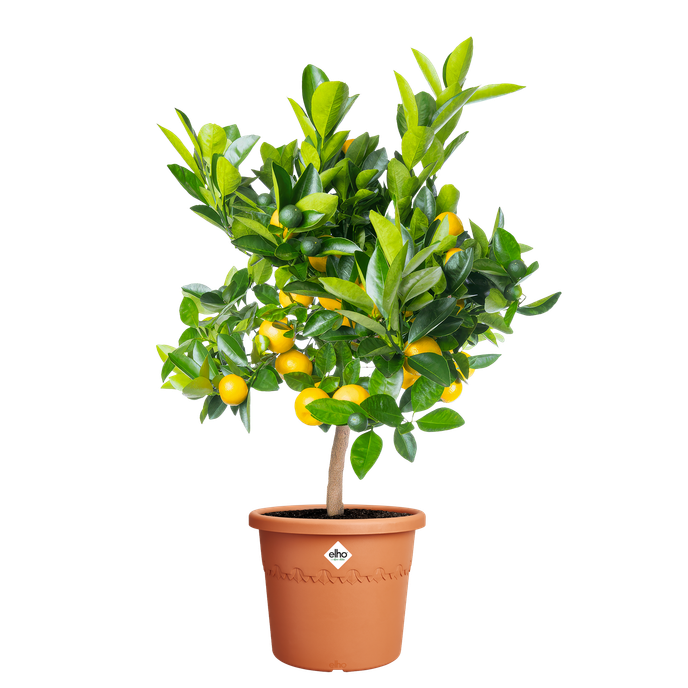 algarve cilindro 30cm terra